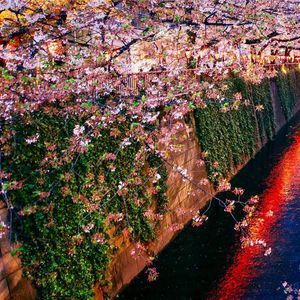 Meet your Posher, Shoua